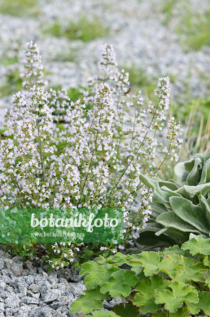 536124 - Lesser calamint (Calamintha nepeta)