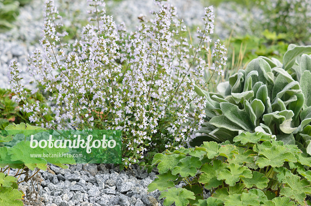 536125 - Lesser calamint (Calamintha nepeta)