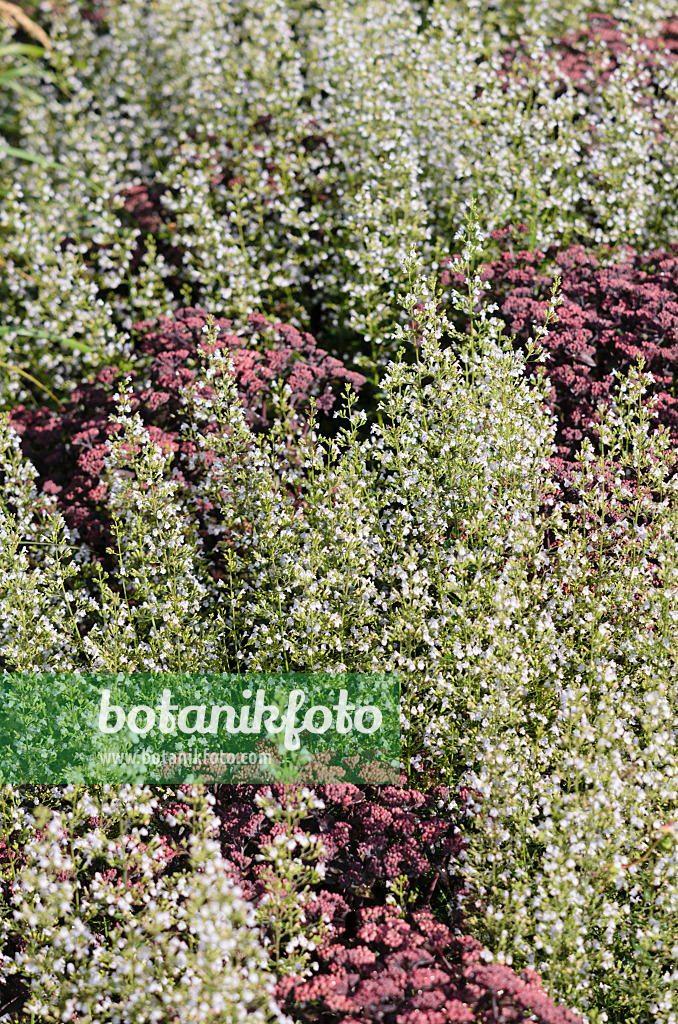 535149 - Lesser calamint (Calamintha nepeta) and stonecrop (Sedum)