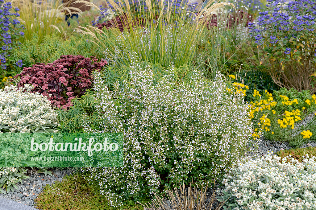 593041 - Lesser calamint (Calamintha nepeta 'Triumphator')