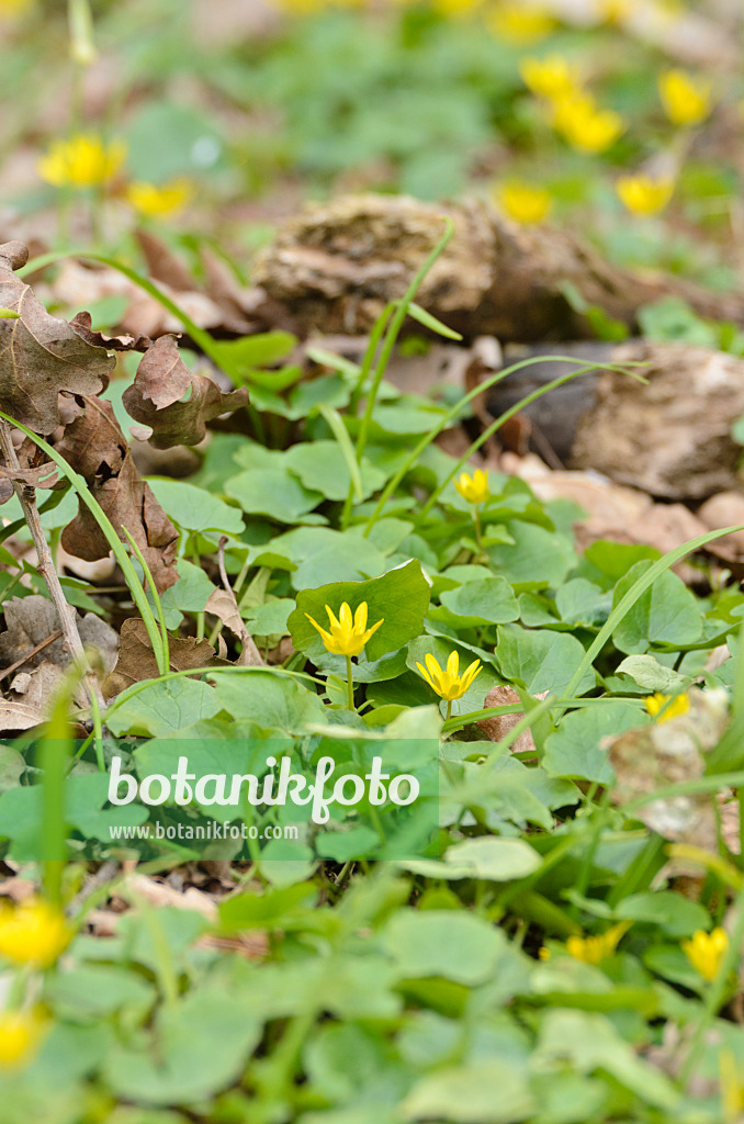 507119 - Lesser celandine (Ficaria verna syn. Ranunculus ficaria)