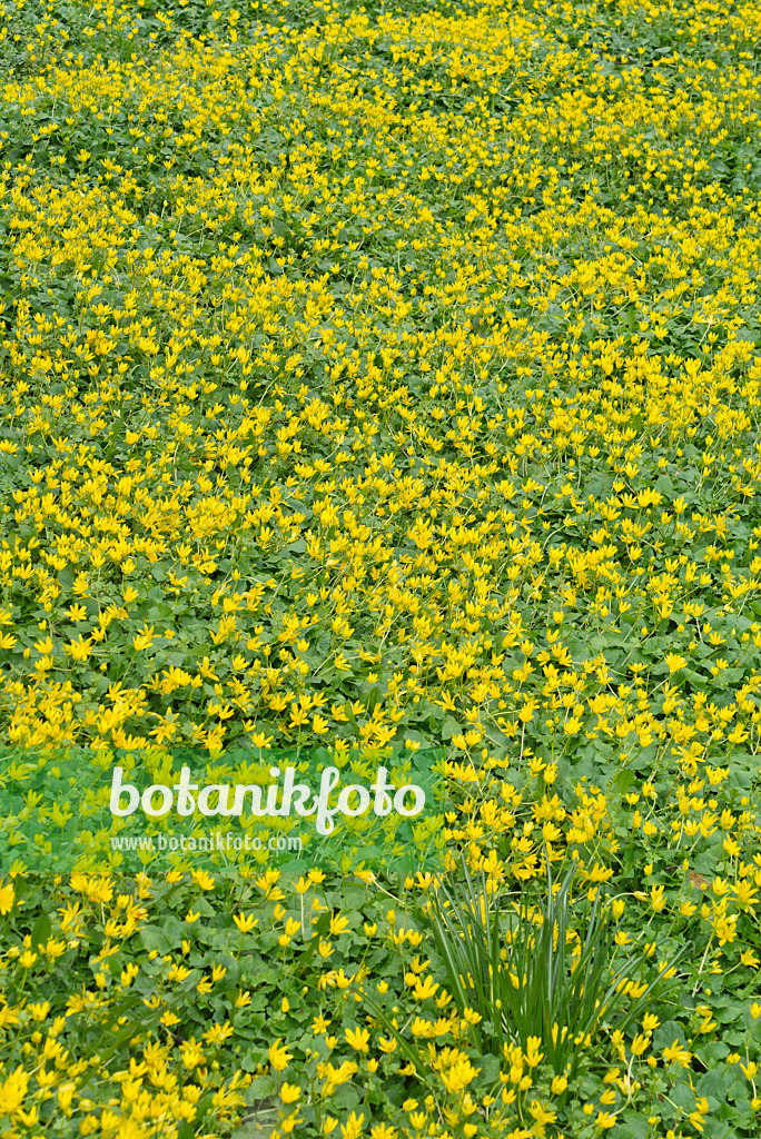 555115 - Lesser celandine (Ficaria verna syn. Ranunculus ficaria)