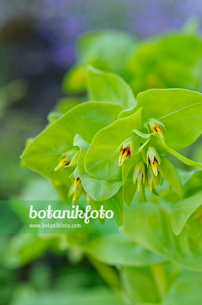 472157 - Lesser honeywort (Cerinthe minor)