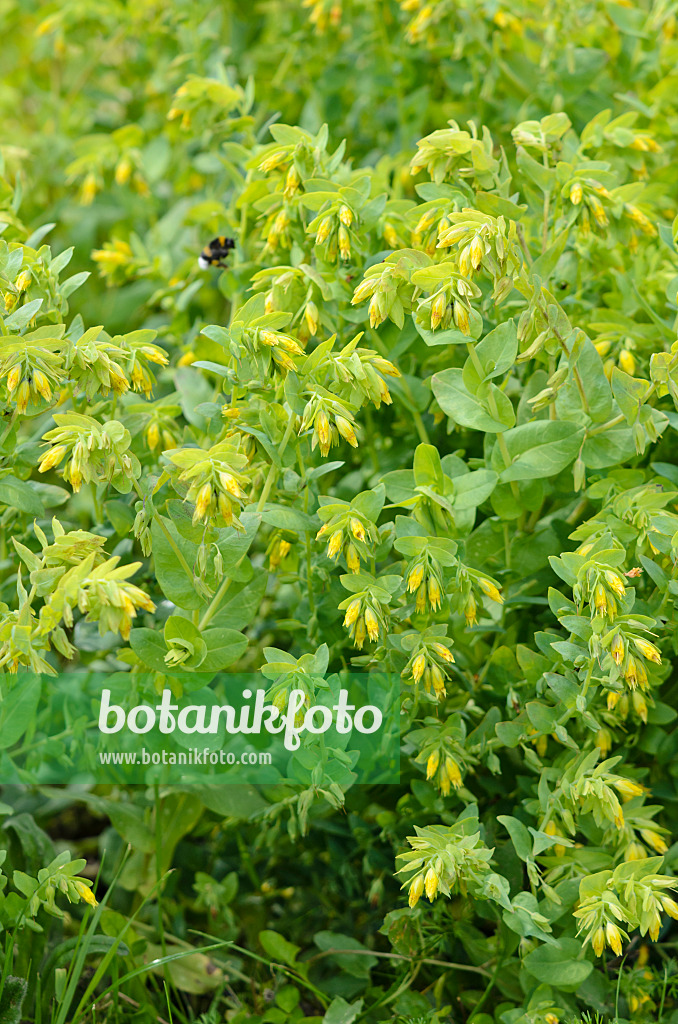 533208 - Lesser honeywort (Cerinthe minor subsp. minor)