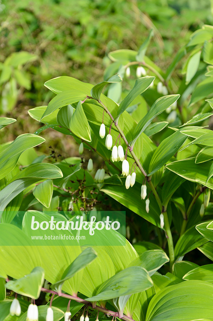 508093 - Lesser Solomon's seal (Polygonatum odoratum var. pluriflorum 'Variegatum')