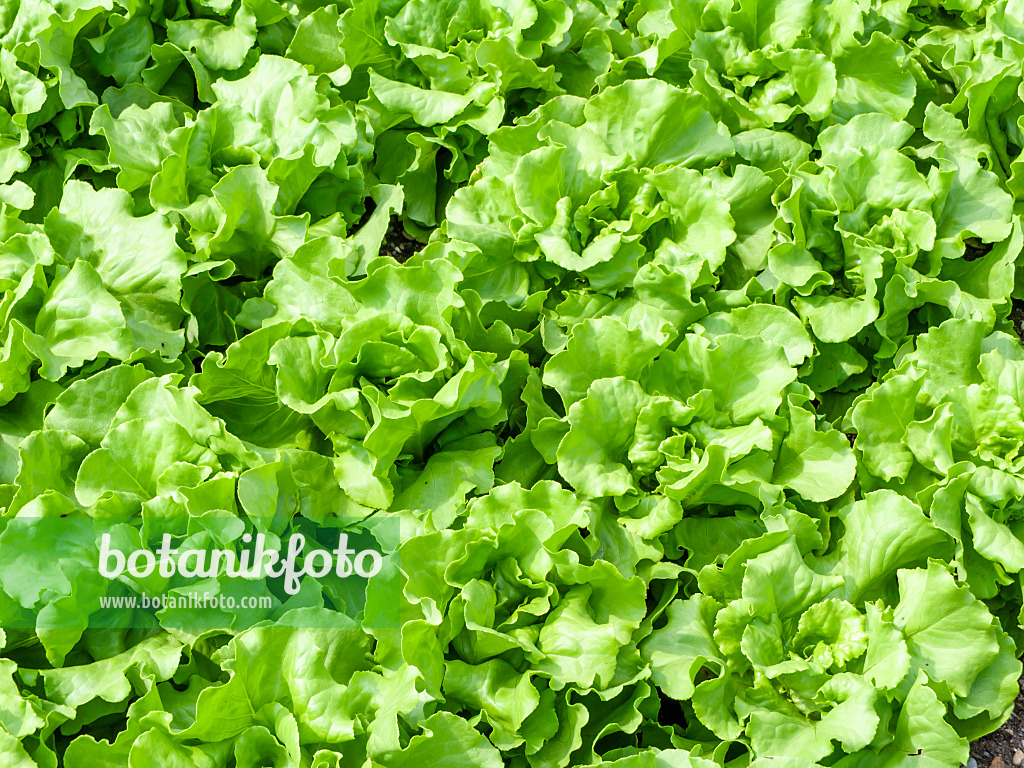 439173 - Lettuce (Lactuca sativa)