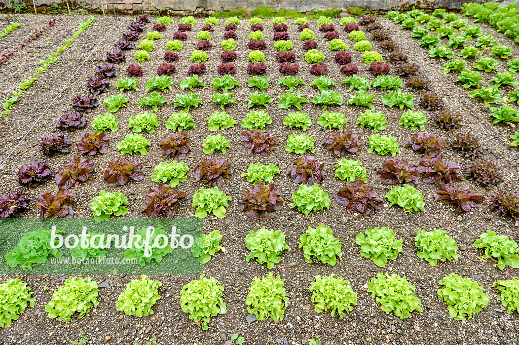 593112 - Lettuce (Lactuca sativa)