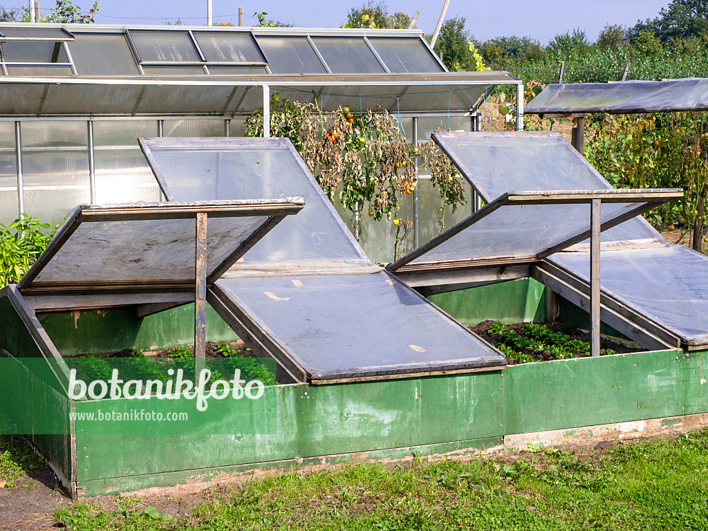 490018 - Lettuce (Lactuca sativa) in a cold frame