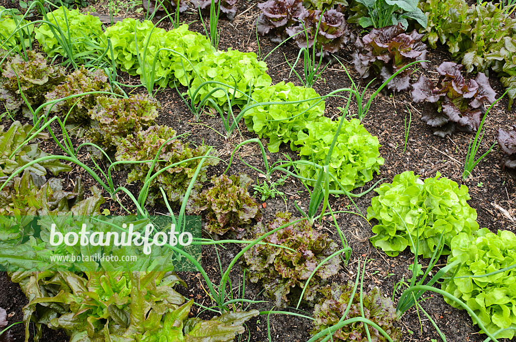 508148 - Lettuce (Lactuca sativa) and Welsh onion (Allium fistulosum)