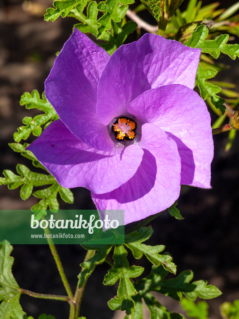 428221 - Lilac hibiscus (Alyogyne huegelii)