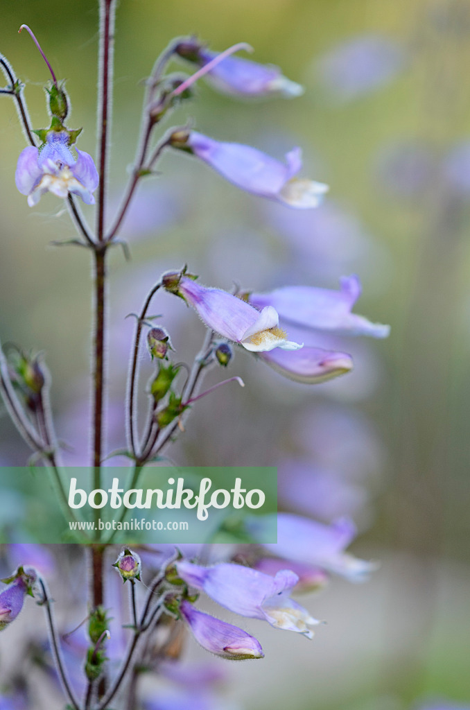 521045 - Lilac penstemon (Penstemon gracilis)