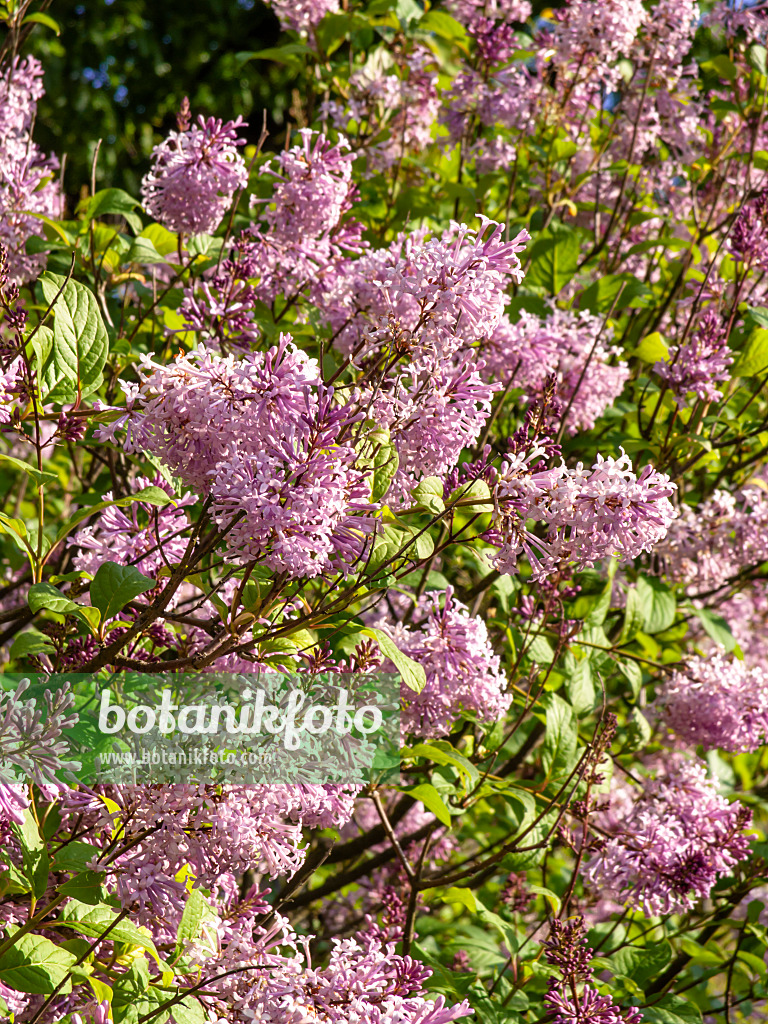 438028 - Lilac (Syringa x henryi)