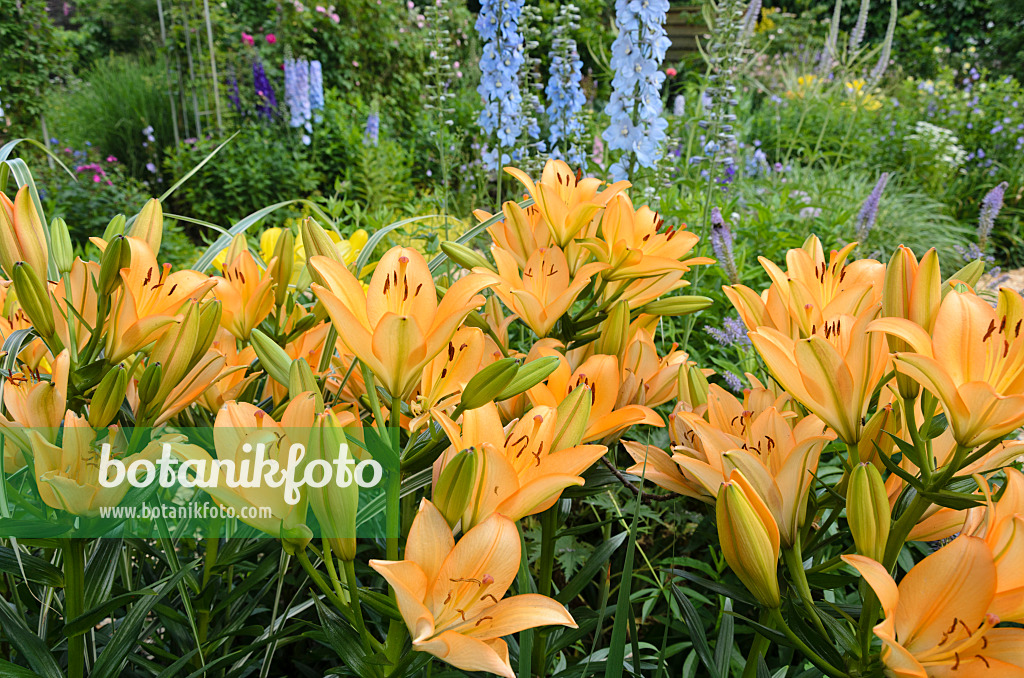 534045 - Lilies (Lilium) and larkspurs (Delphinium)