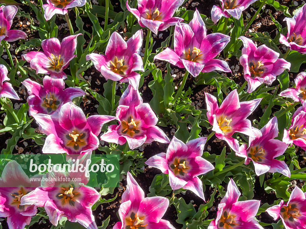 401024 - Lily-flowered tulip (Tulipa Ballade)