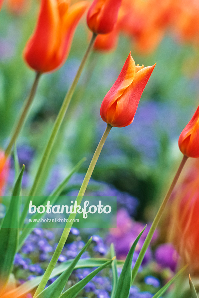 390013 - Lily-flowered tulip (Tulipa Ballerina)