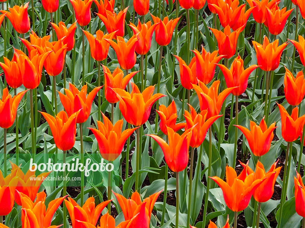 401068 - Lily-flowered tulip (Tulipa Ballerina)