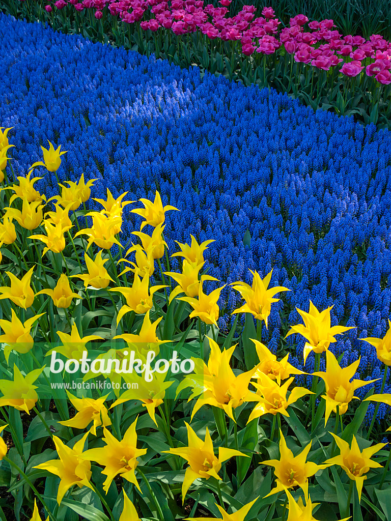 401018 - Lily-flowered tulip (Tulipa West Point), grape hyacinth (Muscari) and triumph tulip (Tulipa Carola)