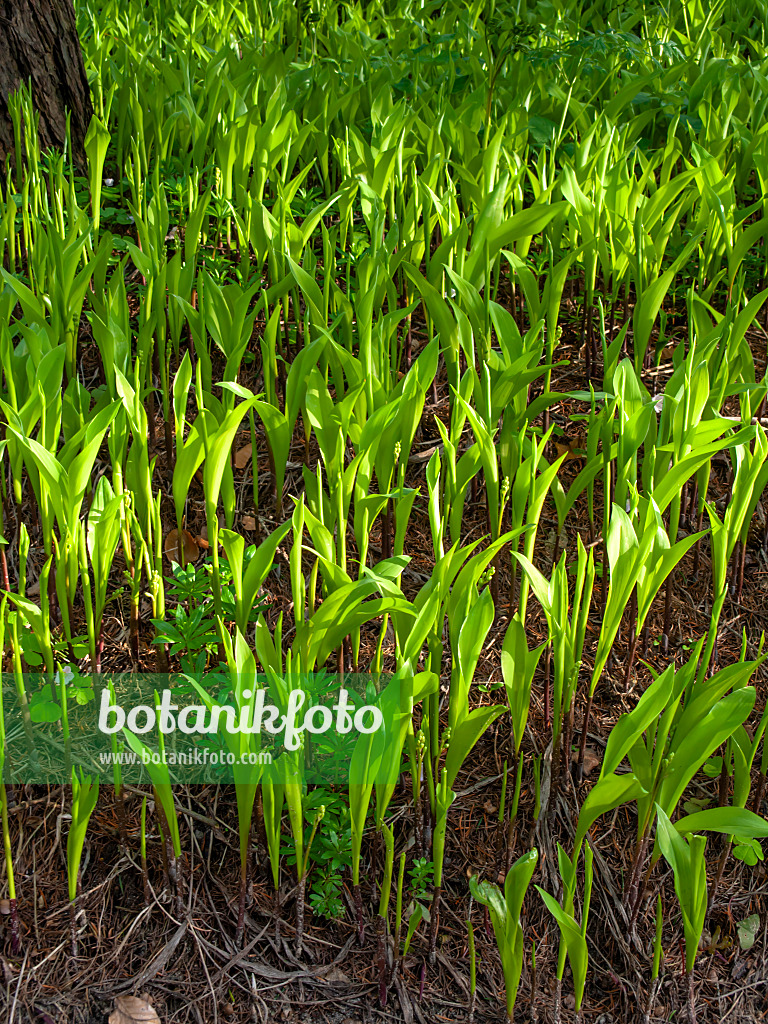 459013 - Lily of the valley (Convallaria majalis)