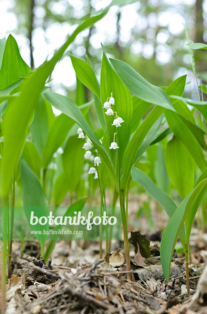 496157 - Lily of the valley (Convallaria majalis)