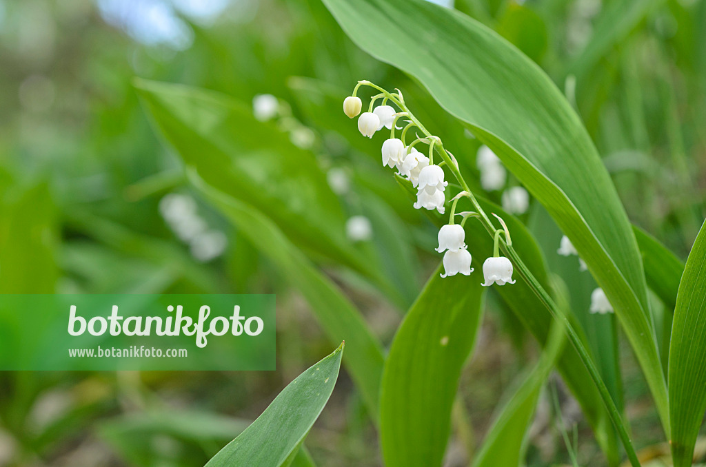 496160 - Lily of the valley (Convallaria majalis)