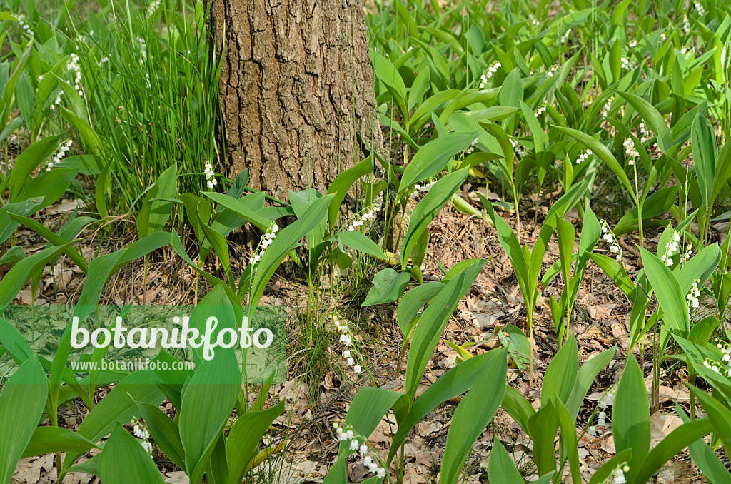 496162 - Lily of the valley (Convallaria majalis)