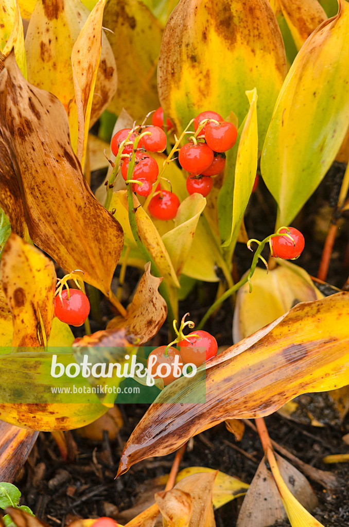 549118 - Lily of the valley (Convallaria majalis)