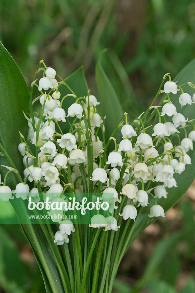 556151 - Lily of the valley (Convallaria majalis)