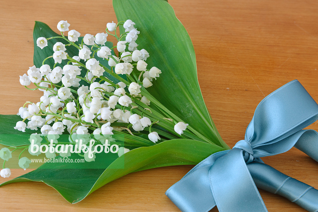 481020 - Lily of the valley (Convallaria majalis) with turquoise ribbon