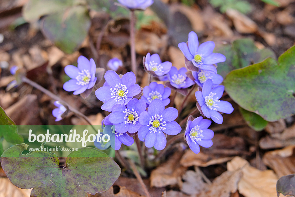 517019 - Liverwort (Hepatica nobilis)