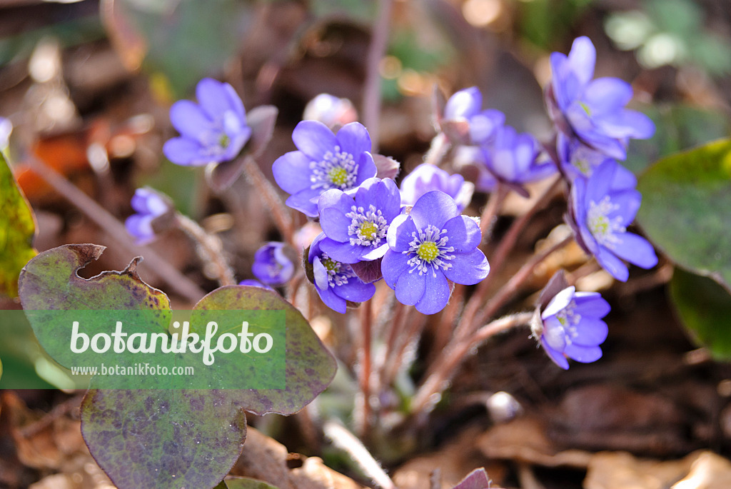 517021 - Liverwort (Hepatica nobilis)