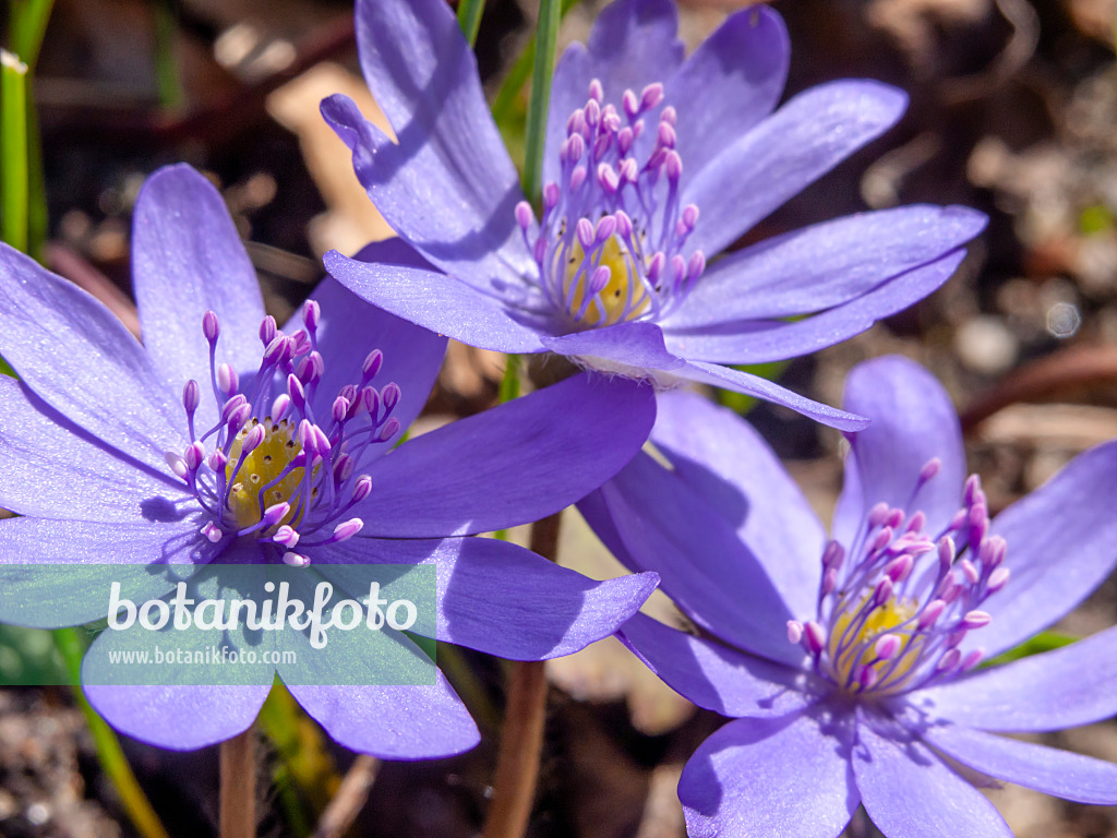 423023 - Liverwort (Hepatica transsylvanica)