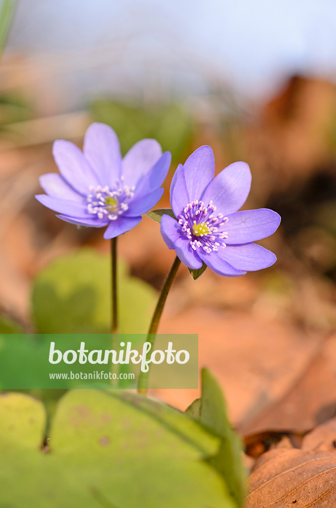 519012 - Liverwort (Hepatica transsylvanica)