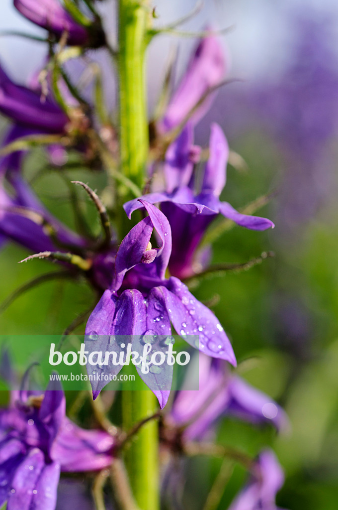 475097 - Lobelia (Lobelia x speciosa 'Fan Blue')