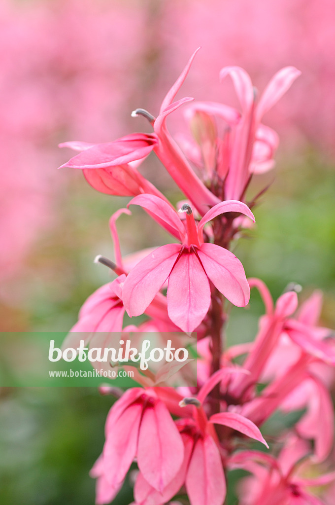 487041 - Lobelia (Lobelia x speciosa 'Fan Salmon')