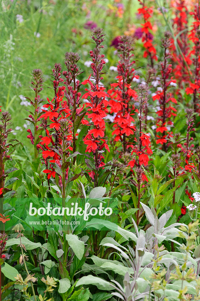 487026 - Lobelia (Lobelia x speciosa 'Fan Scharlach')