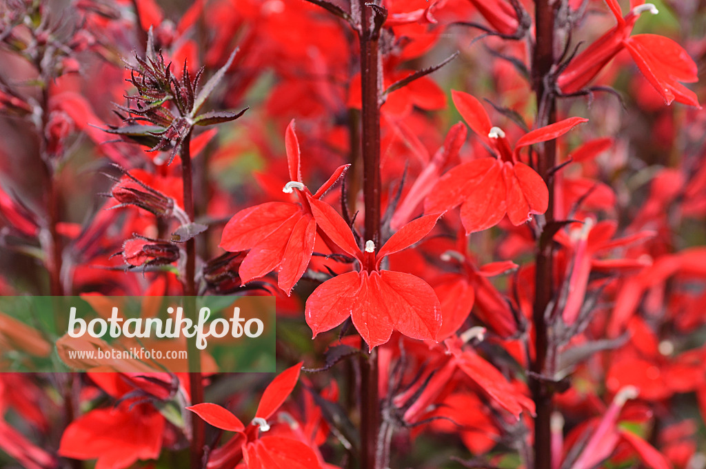 487089 - Lobelia (Lobelia x speciosa 'Kompliment Tiefrot')