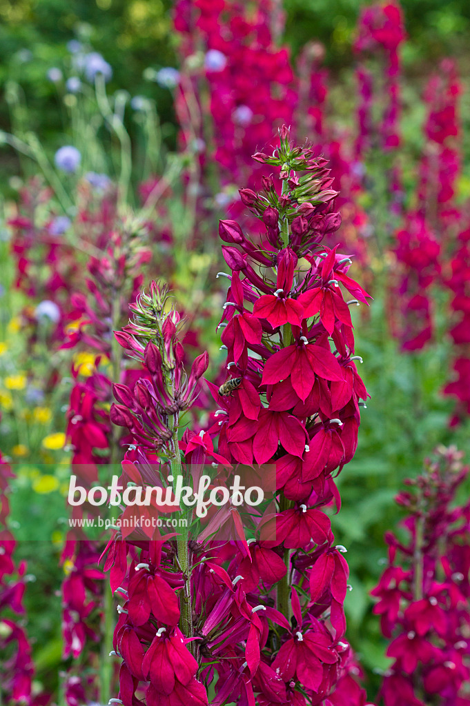 511314 - Lobelia (Lobelia x speciosa 'Kompliment Tiefrot')