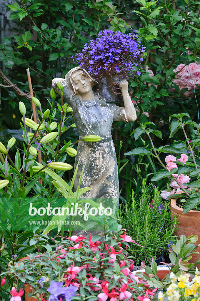 473242 - Lobelia (Lobelia) with female figure