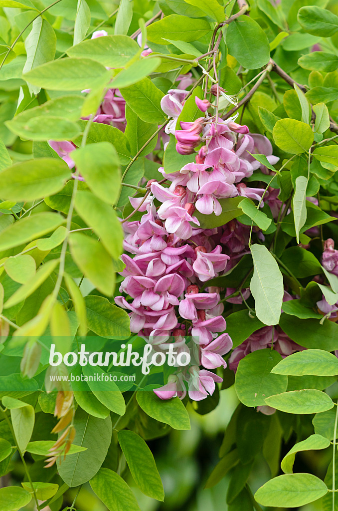 533430 - Locust (Robinia x slavinii 'Casque Rouge' syn. Robinia x margaretta 'Casque Rouge')