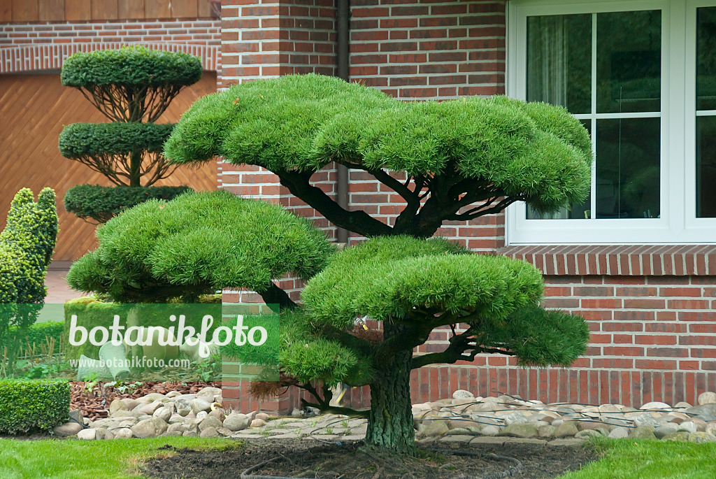 502304 - Lodgepole pine (Pinus contorta)