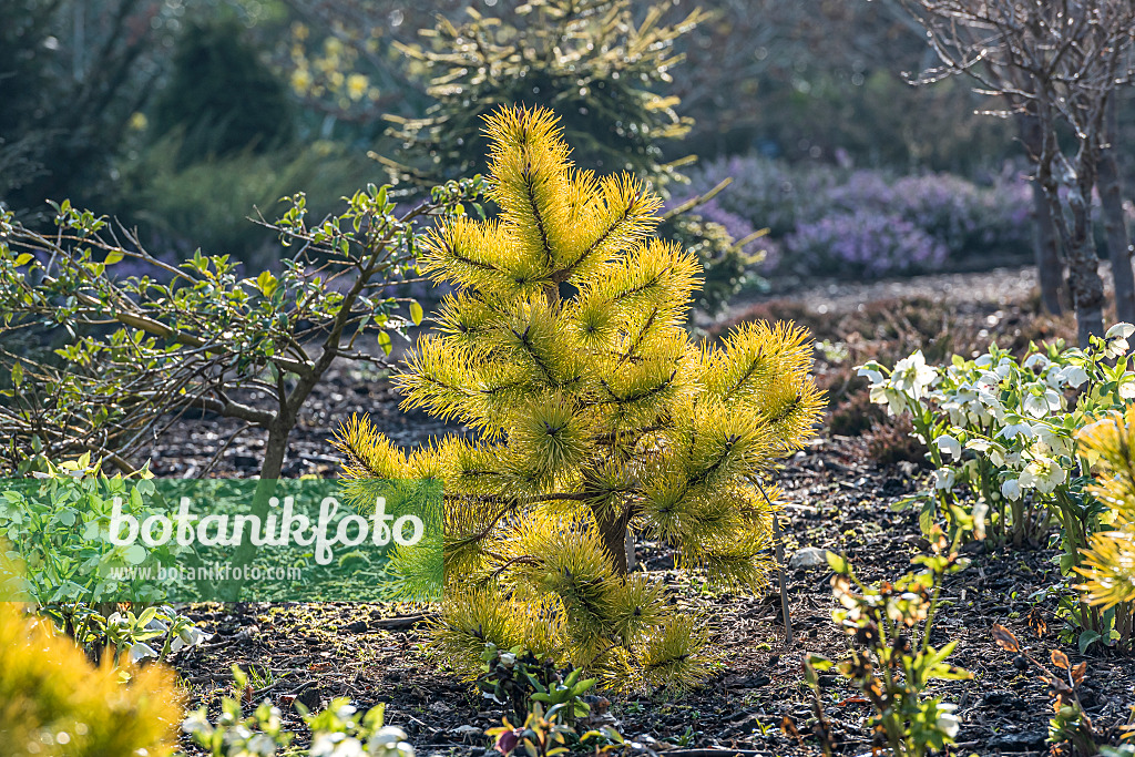 625314 - Lodgepole pine (Pinus contorta 'Chief Joseph')