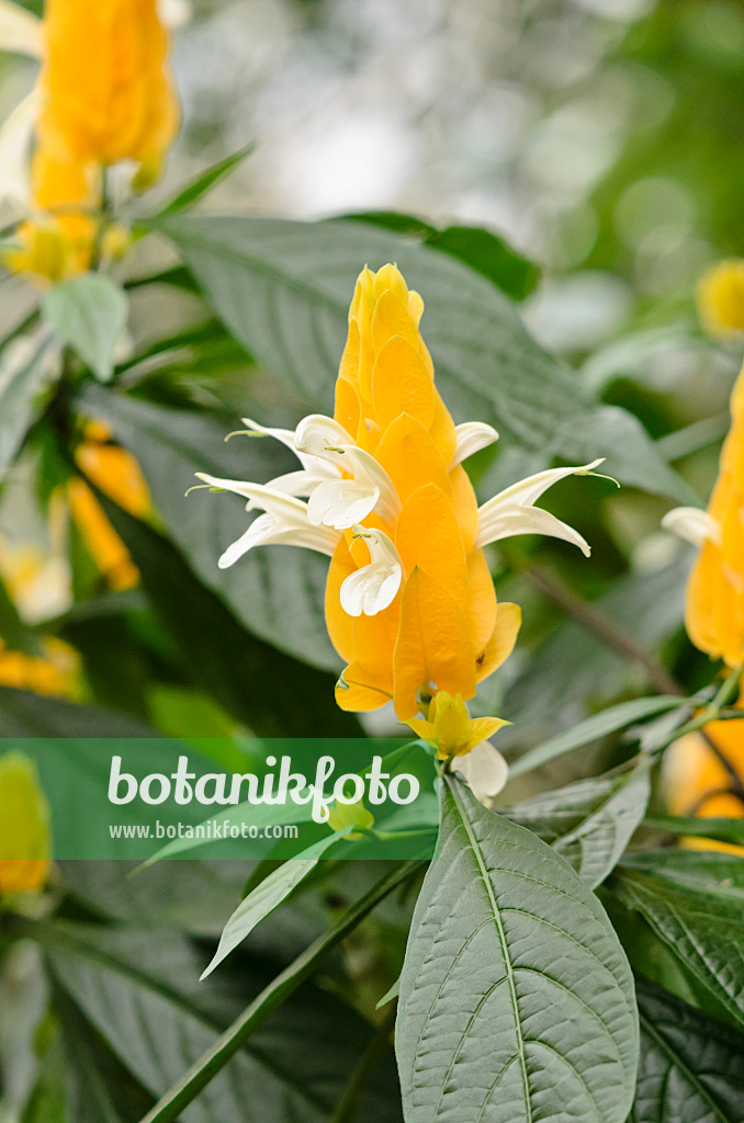 531100 - Lollipop plant (Pachystachys lutea)