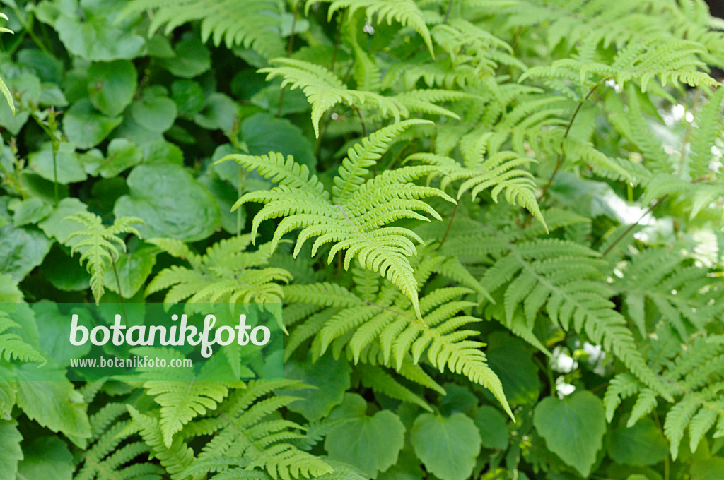 472409 - Long beech fern (Phegopteris connectilis)