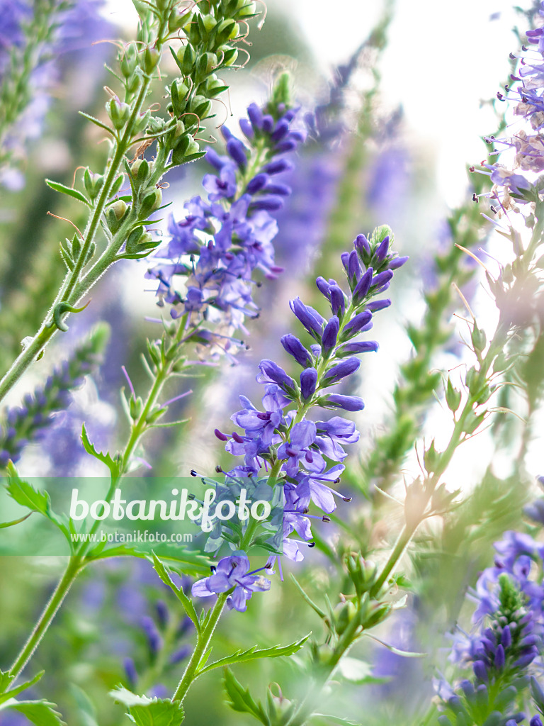 417028 - Long-leaved speedwell (Veronica longifolia)