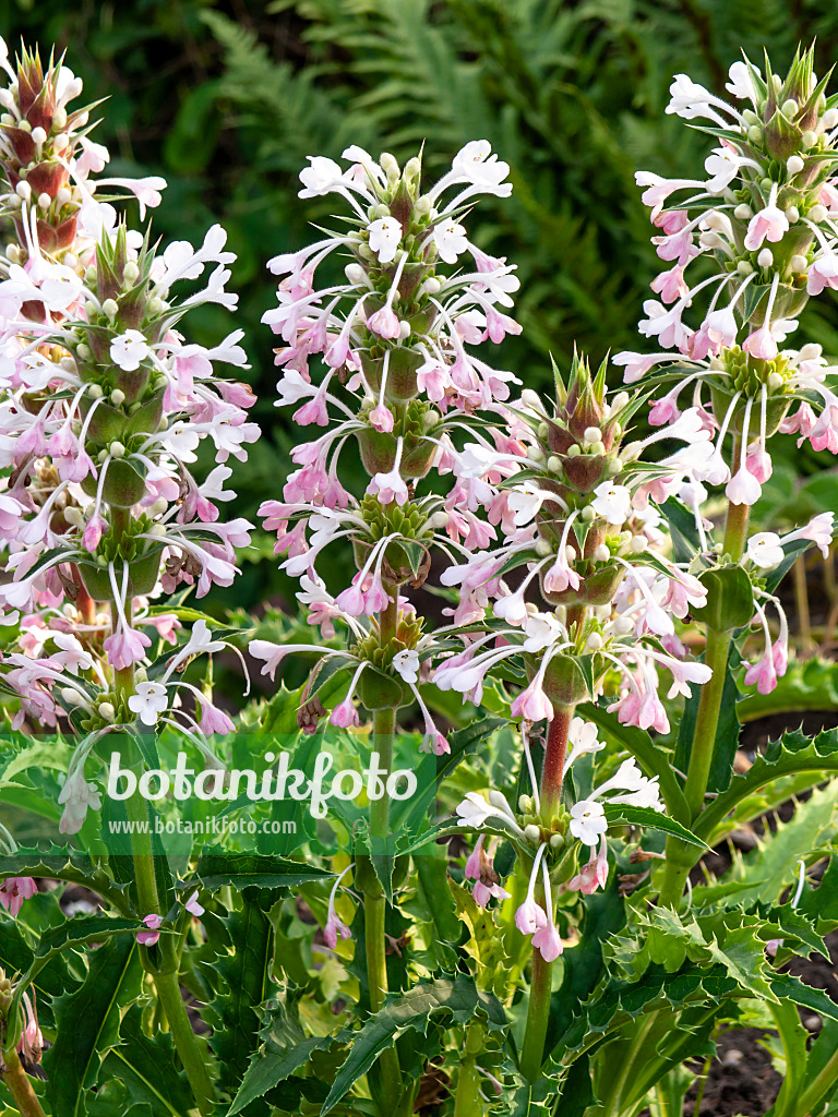 439005 - Long-leaved whorl flower (Morina longifolia)