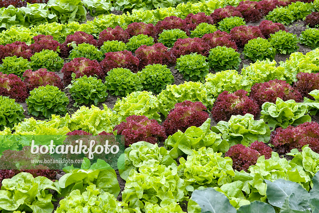 502246 - Loose-leaf lettuce (Lactuca sativa var. crispa)