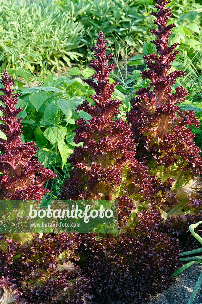 559032 - Loose-leaf lettuce (Lactuca sativa var. crispa 'Lollo Rosso')