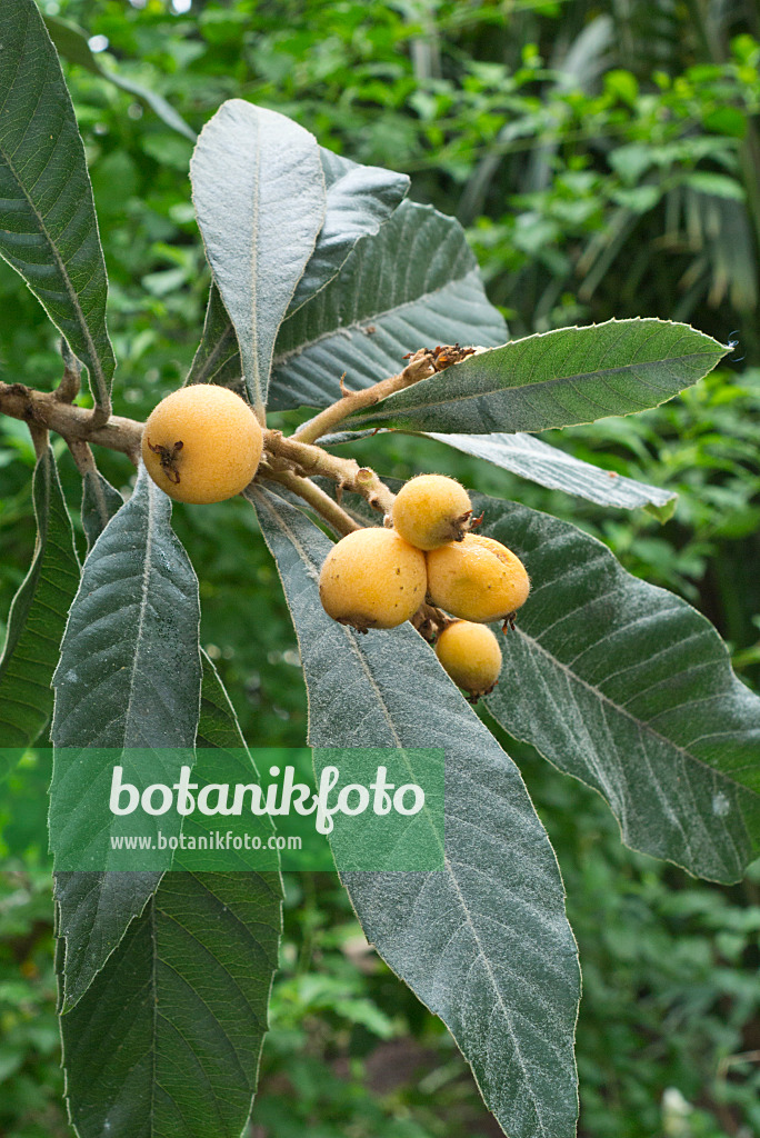 555009 - Loquat (Eriobotrya japonica)