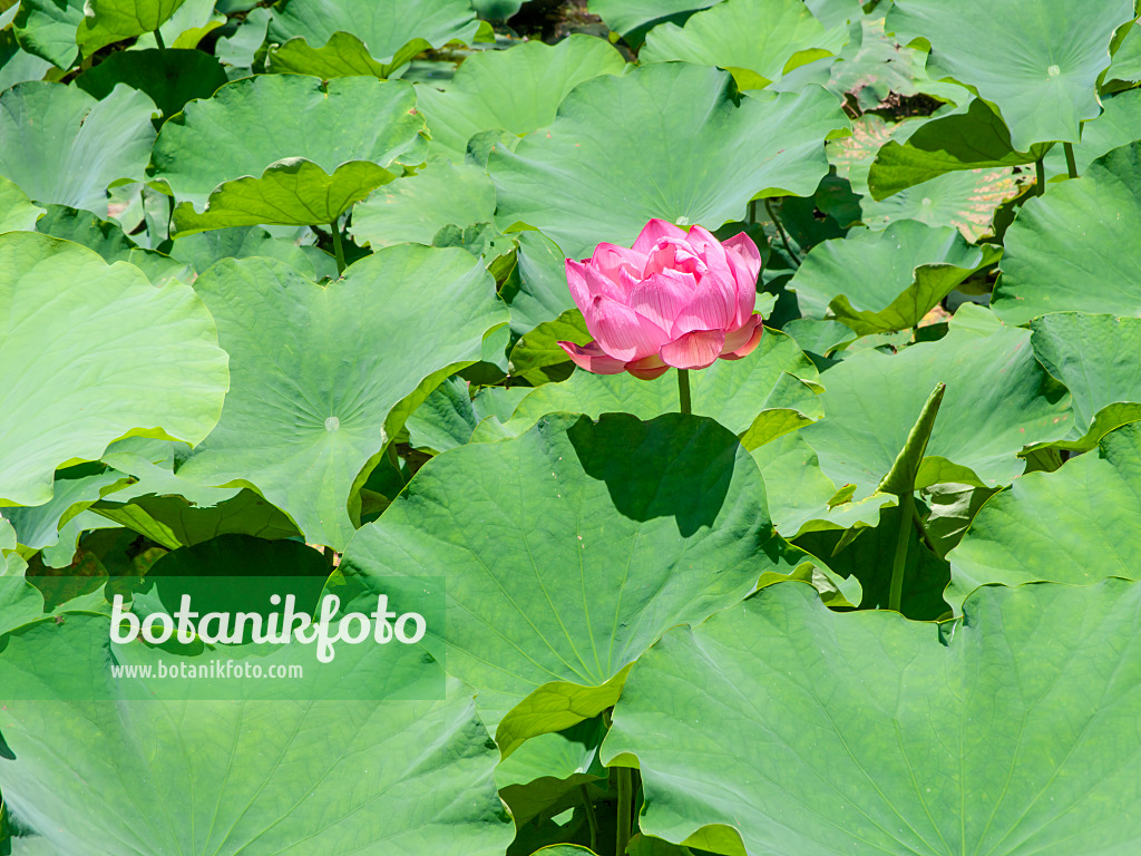 455397 - Lotus flower (Nelumbo nucifera)