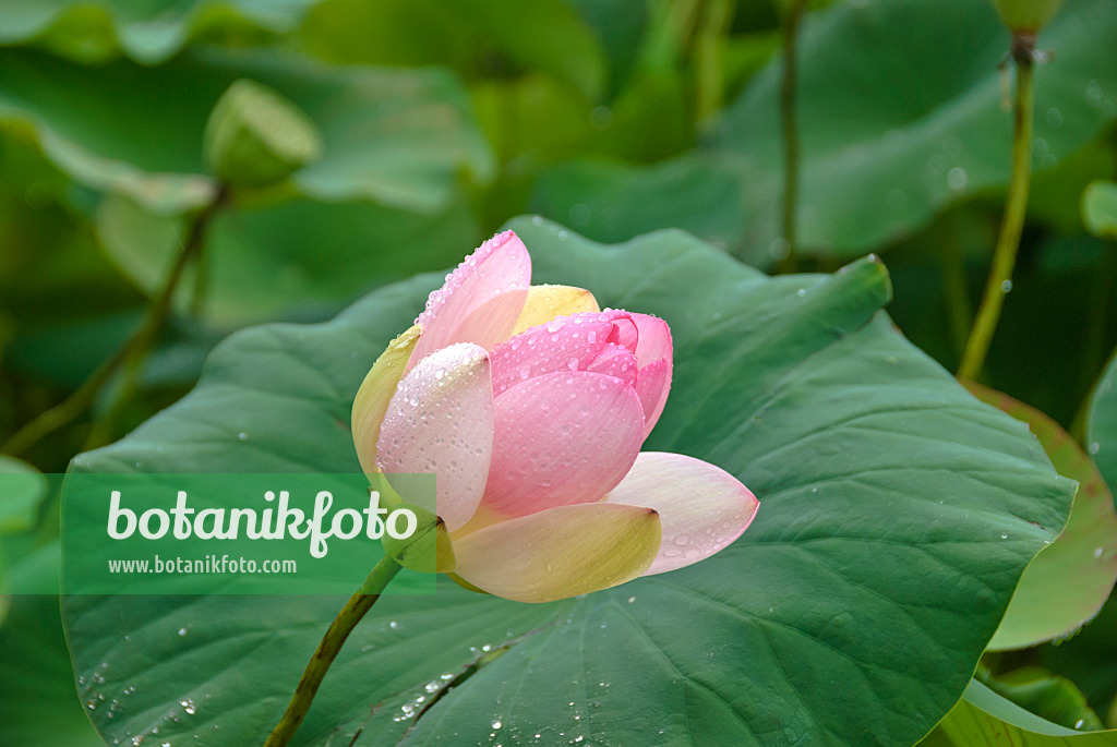 517483 - Lotus flower (Nelumbo nucifera)